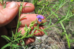 Polygala producta