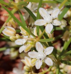 Trigastrotheca molluginea