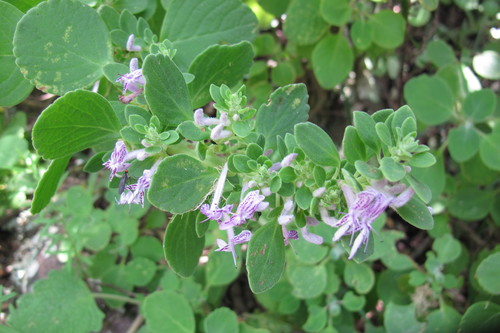 Soutpansberg Whistlesweet (Thorncroftia succulenta)