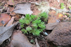 Crassula lanceolata