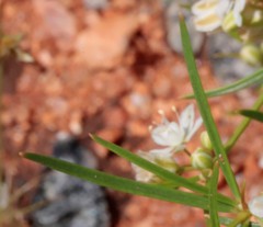 Trigastrotheca molluginea