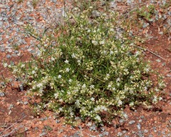 Trigastrotheca molluginea