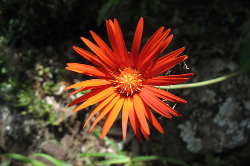 Image of Gerbera jamesonii by (c) James Deacon, some rights reserved (CC BY-SA)