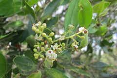 Olea capensis enervis