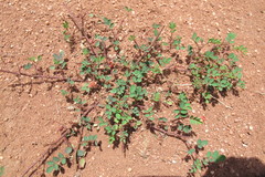 Indigofera adenoides