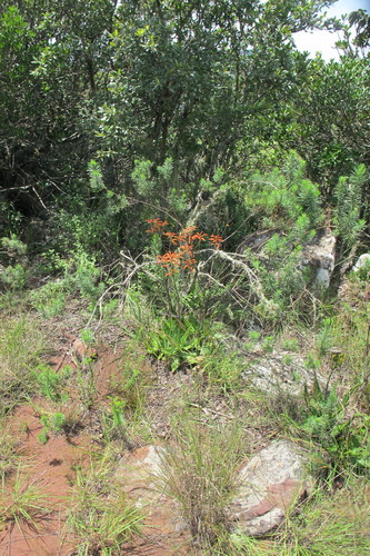 Image of Aloe vogtsii by (c) James Deacon, some rights reserved (CC BY-SA)