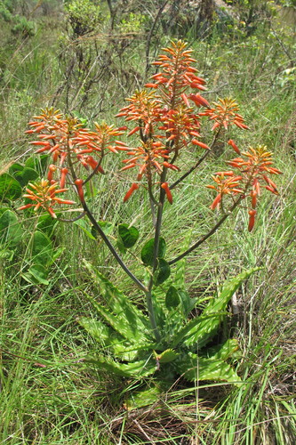 Image of Aloe vogtsii by (c) James Deacon, some rights reserved (CC BY-SA)