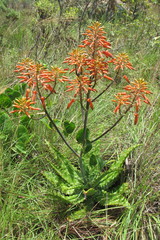 Aloe vogtsii
