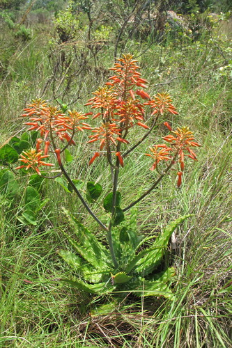 Image of Aloe vogtsii by (c) James Deacon, some rights reserved (CC BY-SA)
