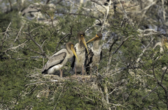 Mycteria leucocephala