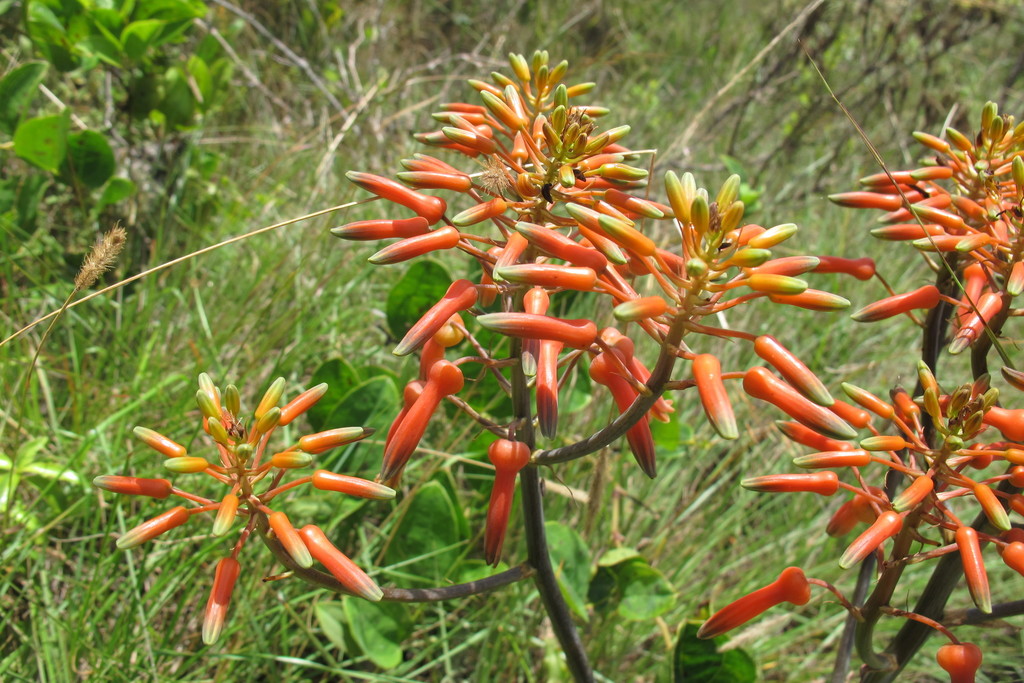 Aloe vogtsii; photograph (c) James Deacon, some rights reserved (CC BY-SA)