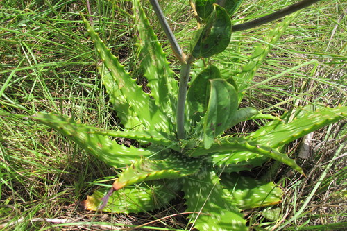 Image of Aloe vogtsii by (c) James Deacon, some rights reserved (CC BY-SA)