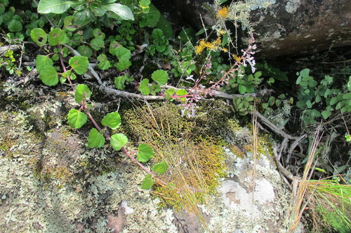 Plectranthus verticillatus