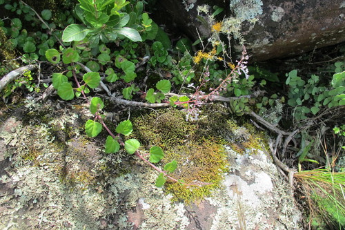 Plectranthus verticillatus