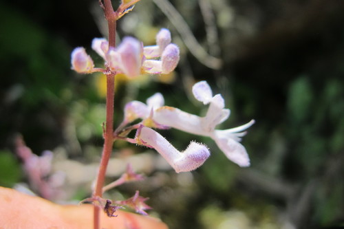 Plectranthus verticillatus