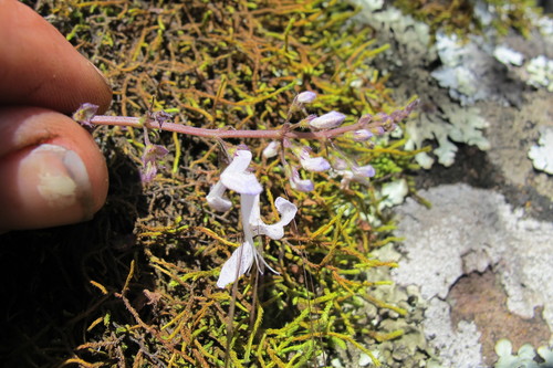 Plectranthus verticillatus