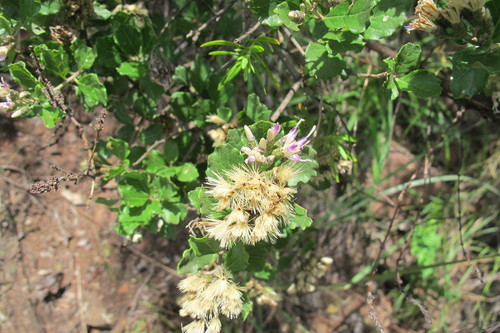 Image of Threes Bittertea (Gymnanthemum triflorum) by (c) James Deacon, some rights reserved (CC BY-SA)