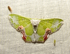 Protuliocnemis partita