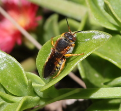 Rhodanthidium
