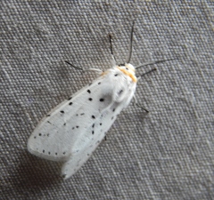 Eyralpenus subluteus