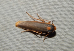 Sozusa scutellata
