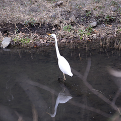 Ardea alba