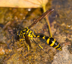 Phimenes flavopictus flavopictus