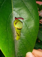 Papilio garamas garamas