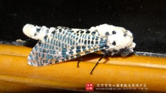 Zeuzera multistrigata