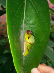 Papilio garamas garamas