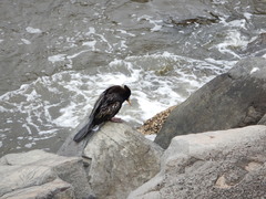 Anhinga novaehollandiae