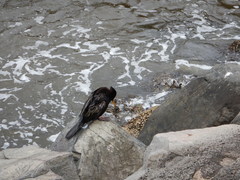 Anhinga novaehollandiae
