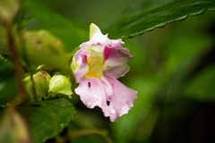 Impatiens pseudoperezii