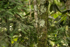 Taxus wallichiana