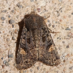 Dryobota labecula