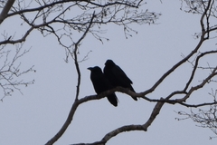 Corvus corax kamtschaticus
