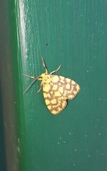 Miltochrista quadrilineata