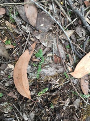 Asperula minima