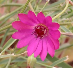 Calandrinia strophiolata