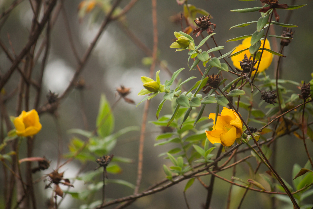 Hypericum leschenaultii (Hypericum leschenaultii)