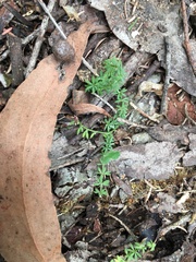 Asperula minima