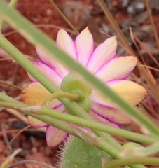 Calandrinia strophiolata