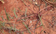 Calandrinia strophiolata