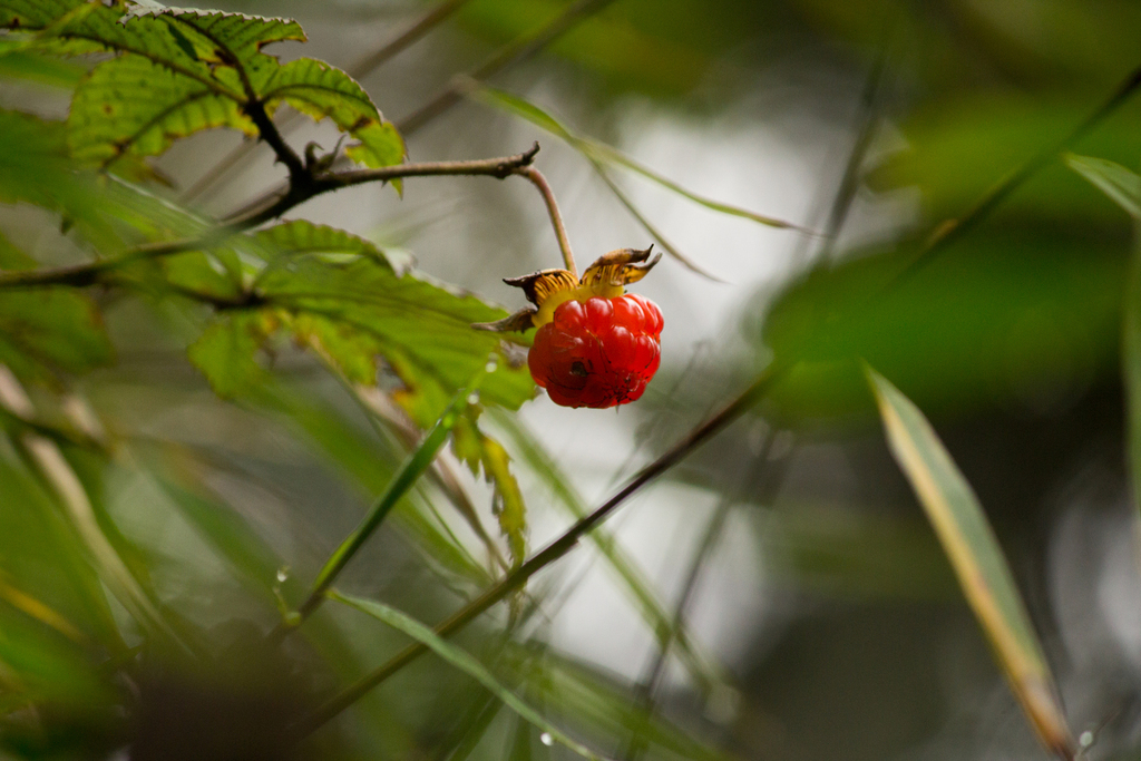 Rubus alpestris (Rubus alpestris)