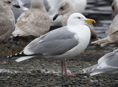 Larus glaucoides thayeri