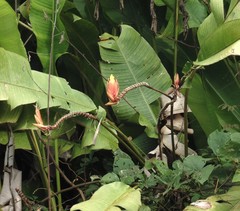 Heliconia episcopalis