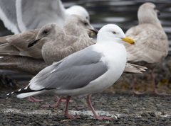 Larus glaucoides thayeri