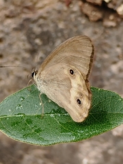 Hypocysta pseudirius