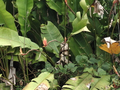 Heliconia episcopalis