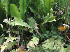 Heliconia episcopalis